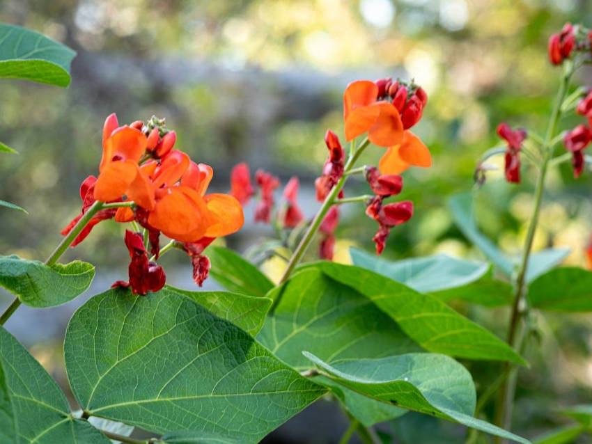 Runner Beans 1